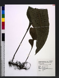 Neolepisorus ovatus (Wall. ex Bedd.) Ching Z޿