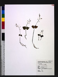 Listera japonica Bl. 饻