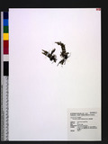 Ctenopteris subfalcata (Blume) Kunze U