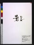 Gentiana flavomaculata Hayata sx