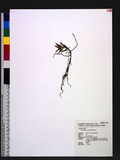 Gastrochilus raraensis Fukuyama ̪Q