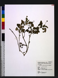 Triumfetta repens (Blume) Merrill & Rolfe mۯ