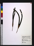 Cymodocea serrulata (R. Br.) Asch. & Magnus 鋸齒葉絲粉藻
