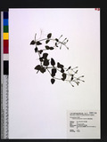 Lindernia scutellariiformis Yamazaki On