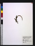 Oberonia arisanensis Hayata sm