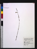 Lecanorchis cerina Fukuyama var. albidus Lin ե׬W