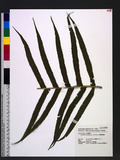 Cyclosorus taiwanensis (C. Chr.) H. Ito OW긢