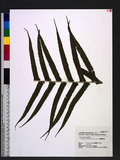 Cyclosorus taiwanensis (C. Chr.) H. Ito OW긢