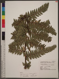 Polystichum eximium (Mett. ex Kuhn) C. Chr. sտ