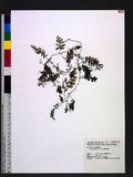 Hymenophyllum devolii Lai Ф󽤿