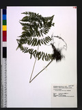 Acystopteris tenuisecta (Blume) Tagawa ݱG