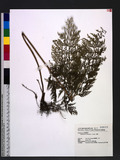 Sphenomeris chusana (L.) Copel. Q