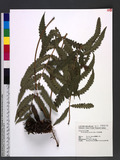 Woodwardia japonica (L. f.) Sm. 饻Ό