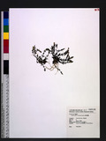 Gentiana flavo-maculata Hayata sx