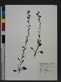Solidago virgaurea L. subsp. leiocarpa (Benth.) Hulten @K