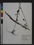 Artemisia japonica Thunb. dU