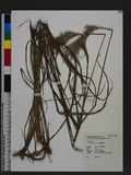 Erianthus formosanus Stapf OW