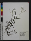 Carex baccans Nees G