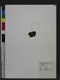 Drosera spathulata Lab. p֭a