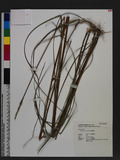 Erianthus formosanus Stapf OW