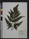 Dryopteris sordidipes Tagawa 