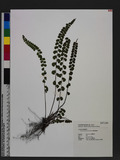 Lindsaea orbiculata (Lam.) Mett. ex Kuhn 긭