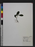 Ophiorrhiza kuroiw...