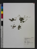 Erigeron bellioides DC.
