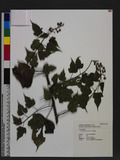 Rubus lambertianus Ser. ex DC. w