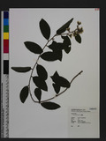 Vernonia elliptica DC. ģ