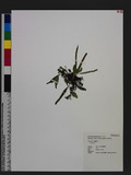 Lepisorus sp.