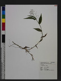Panicum brevifolium L. 短葉黍