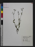 Ixeris polycephala Cass. hYW