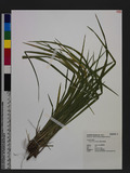 Carex arisanensis Hayata s
