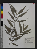 Callicarpa hypoleucophylla W. F. Lin & J. L. Wang �էi