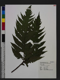 Tectaria griffithii (Bak.) C.Chr. JTe