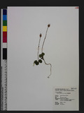 Moneses uniflora (L.) A. Gray 