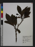 Endiandra coriacea Merr. T