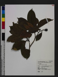 Endiandra coriacea Merr. T