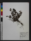 Appendicula formosana Hayata var. kotoensis (Hayata) T. P. Lin ˸`