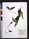 Cynanchum formosanum (Maxim.) Hemsl. ex Forbes & Hemsl. OW֮