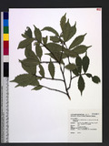 Prunus spinulosa Siebold & Zucc. var. globosa Lu & Pan G븭
