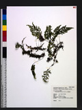 Hymenophyllum polyanthos (Sw.) Sw.