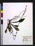 Ainsliaea latifolia (D. Don) Sch. Bip. subsp. henryi (Diels) H. Koyama OWl