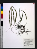 Lepisorus pseudo-ussuriensis Tagawa QĬ˸