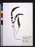 Lindsaea orbiculata (Lam.) Mett. ex Kuhn 긭