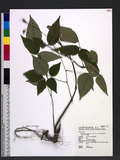 Desmodium podocarpum DC. subsp. oxyphyllum (DC.) Ohashi ps½