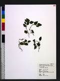 Lobelia zeylanica L. 긭s