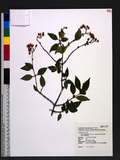Viburnum foetidum Wall. var. rectangulatum (Graebner) Rehder Ug