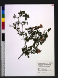 Rhododendron breviperulatum Hayata nDY